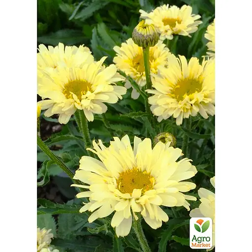 Ромашка крупноцветковая Невьяник "Sweet Daisy Izabel" (компактная, срезная) (189543) 1 саженец в упаковке - фото 2