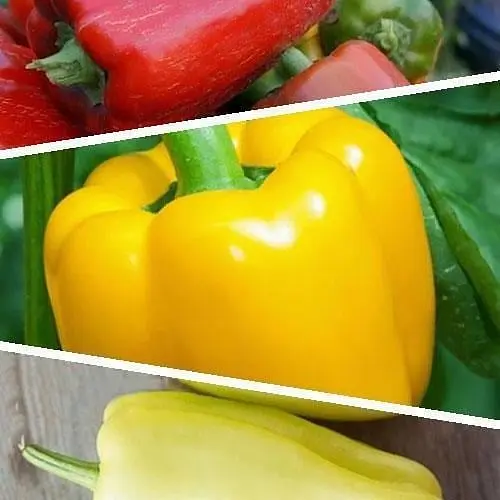 Перець "Суміш кращих популярних сортів" ТМ "Весна"  1г (45514) - фото 1