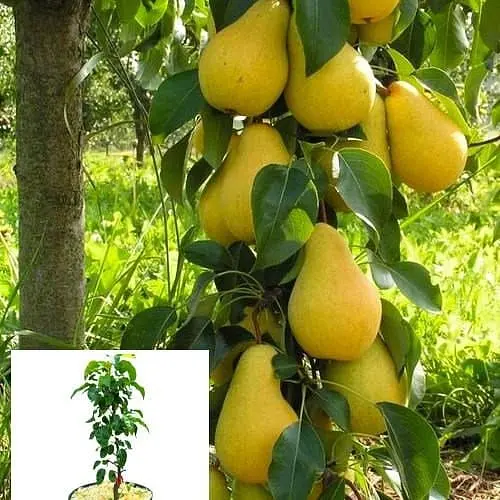 Груша колоноподібна Agro-Market Декора укорінена в контейнері саджанець 2 роки 99957 1 саджанець в упаковці - фото 1