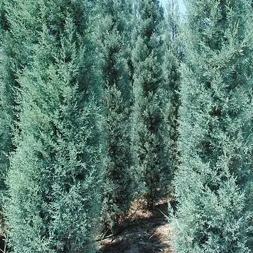 Купрессоципарис Аризонский "Fastigiata" С5 высота 80-100см (186574) 1 саженец - фото 1