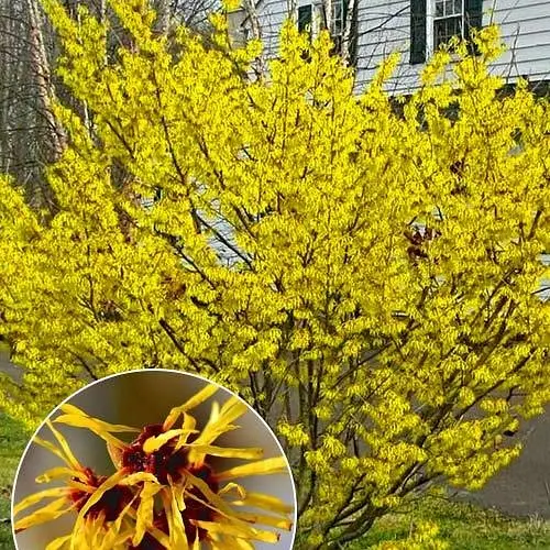 Гамамеліс Віргінський чарівний горіх  1 саженець (181992) - фото 2