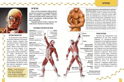 Про тіло людини Енциклопедія для допитливих - фото 4