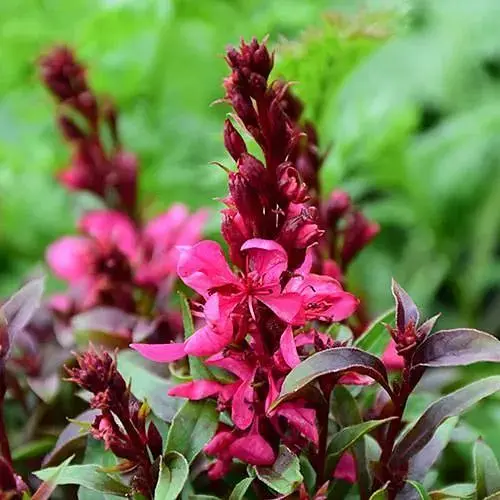 Гаура Ліндхеймера Gaudi "Red" (ефектний багаторічник) (189489) 1 шт - фото 1