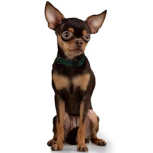 Ошейник для собак Баркси Urban патриотический Вышиванка зеленая - фото 4