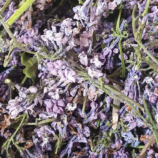 100 г бузок цвіт сушений - свіжий урожай