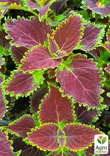 Колеус Main Street Oxford Street 1 саженец (182533)  - фото 4