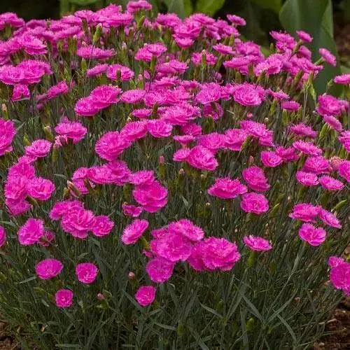 Гвоздика Альпійська "Light Pink" (187900) 1 шт - фото 1