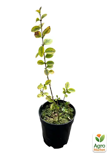 Бирючина овальнолиста "Aureum" С1.5 висота 35-40см (185365) 1 саджанець - фото 3