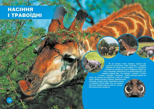 Хто з ким дружить, або дивовижі симбіозу - фото 3