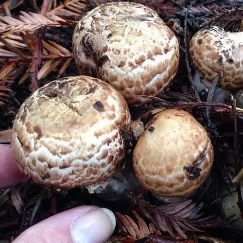 Сухий зерновий міцелій «Печериця садова» 100г (45200) - фото 1