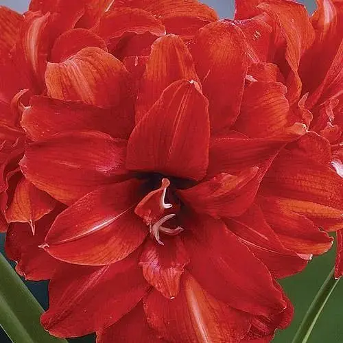 Гиппеаструм махровый «Celica» (Амариллис) (190859) 1 шт - фото 1