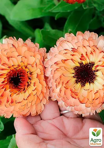 Календула "Розовый сюрприз" Весна 3г (22418) - фото 2