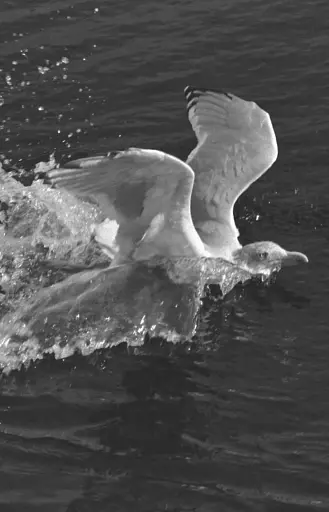 Джонатан Лівінгстон, мартин - фото 10