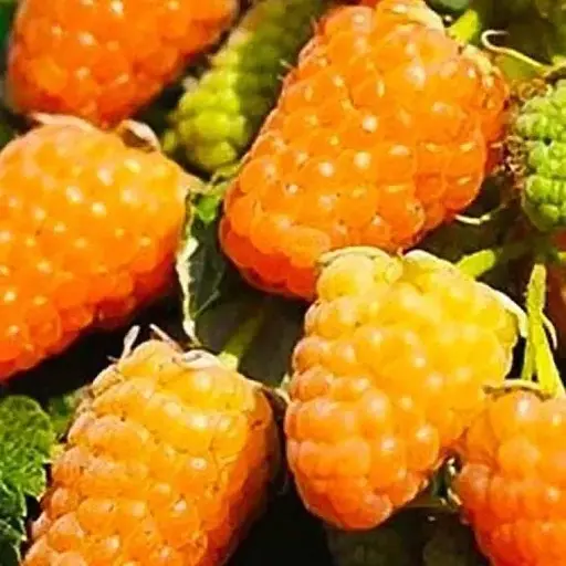 Малина Agro-Market "Оранжевое чудо" (ремонтантный ранний сорт) 1-летний саженец (189520) 1 шт в упаковке - фото 1