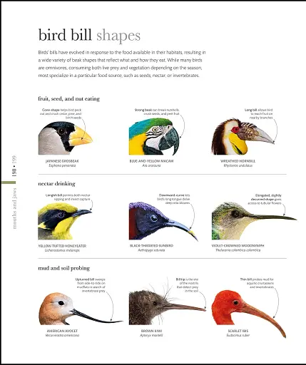 The Science of Animals - фото 13