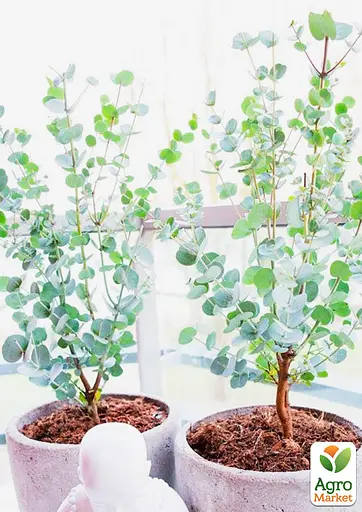 Евкаліпт кімнатний "Silver drop" 2х річний саджанець висота 40-50см (62279) 1 саджанець - фото 3