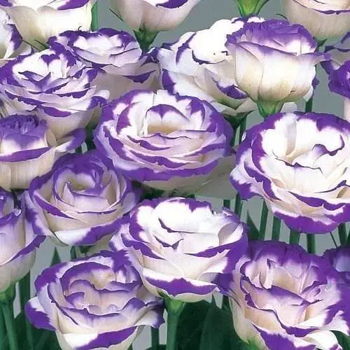 Еустома махрова "Megalo Blue Picotee" укорінена в контейнері Р9 (50467) 1 саженец - фото 1