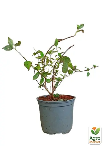 Жасмин гібридний садовий (чубушник) "Yellow Hill" 2х річний (вазон С2) (175127) 1 саженец - фото 3