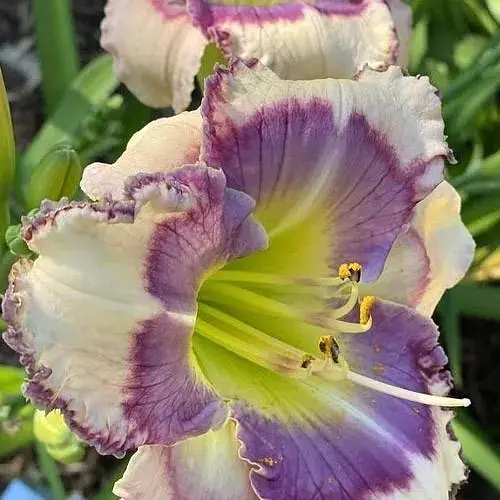 Лилейник "Tavares Bluetooth" (сортовой укорененный в контейнере С1,2) (186022) 1 саженец - фото 1