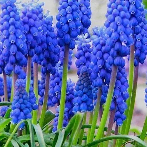 Мускари "Armeniacum" (размер 7/8, большой) 5 шт (17211) - фото 1