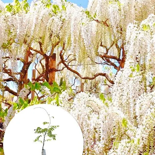 Глициния 3-х летняя японская "Альба" (Wisteria chinensis Longissima Alba) С2 высота саженца 60-100см (185368) 1 саженец Нидерланды - фото 3