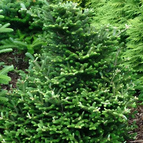 Пихта корейская Agro-Market Oberon ком/сетка диаметр 35-45 см 188452 1 саженец в упаковке - фото 1