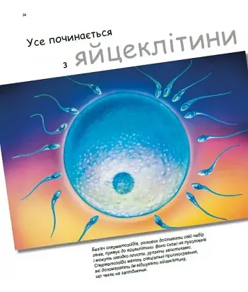 X та Y, дівчинка або хлопчик? - фото 4