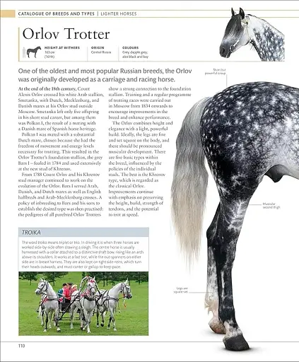 The Horse Encyclopedia (new edition) - фото 5