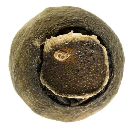 Дянь Хун в лимоне - фото 5