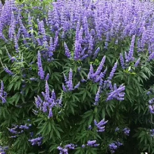 Вітекс священний (Авраамове дерево) Agro-Market С2 висота 60-80 см (189161) 1 саджанець в упаковці е - фото 2