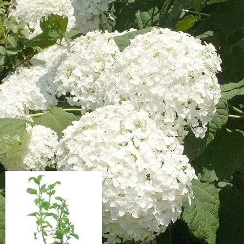 Гортензія 3-х літня деревоподібна "Annabelle" (61518) 1 саженец - фото 3