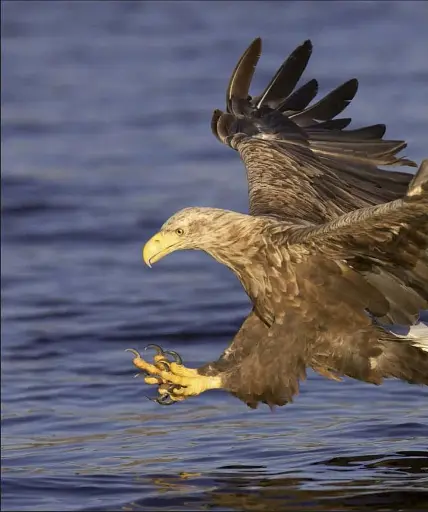 Wildlife of Britain and Ireland - фото 9