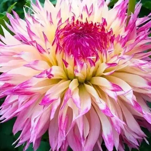 Жоржина "Caproze Josephine" (71999) 1 шт - фото 1