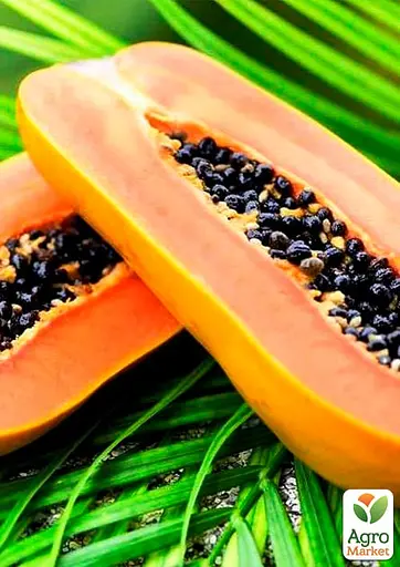 Папайя Agro-Market (Динне дерево) (43016) 1 саджанець в упаковці - фото 2