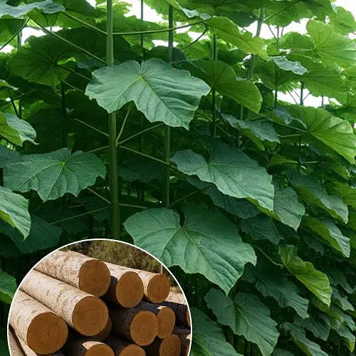 Павловнія 2-х річна Agro-Market для деревини Paulownia Energy Морозостійкий Superhybrid -33С 189662 1 саджанець в упаковці - фото 1