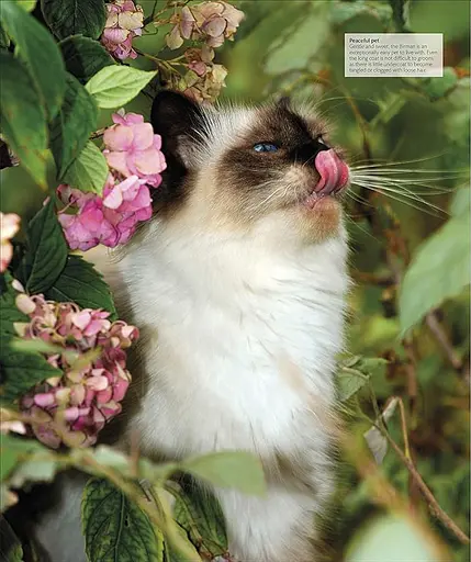 The Cat Encyclopedia - фото 12