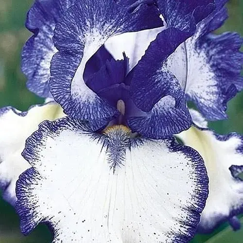 Ирис бородатый крупноцветковый "American Classic" (50131) 1 шт - фото 1