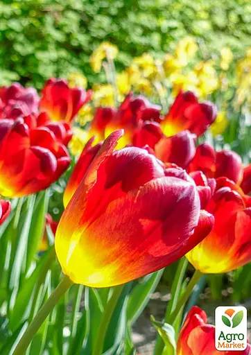 Тюльпан "Amberglow" (186274) 2 шт - фото 2