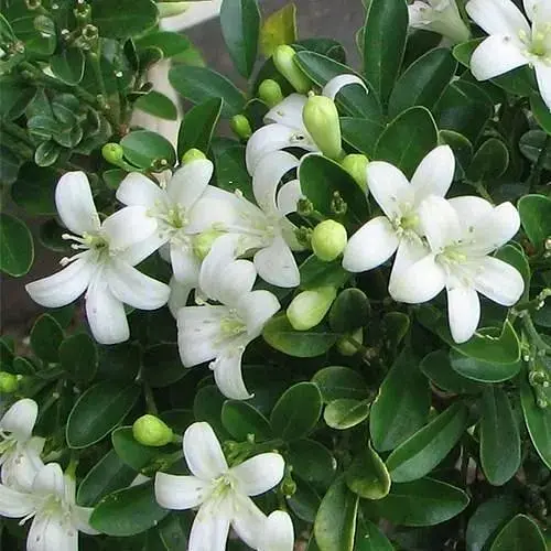 Мурайя волотиста Agro-Market (Апельсиновий Жасмин ) (42992) 1 саджанець в упаковці  - фото 3