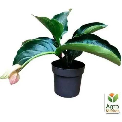 Мединилла Agro-Market Magnifica» (63327) 1 саженец в упаковке комнатный Нидерланды - фото 2