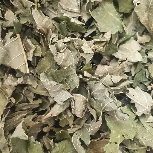 100 г ліщина звичайна листя сушені - свіжий урожай