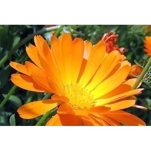 Календула "Врачебная" Весна 3г (22421) - фото 1