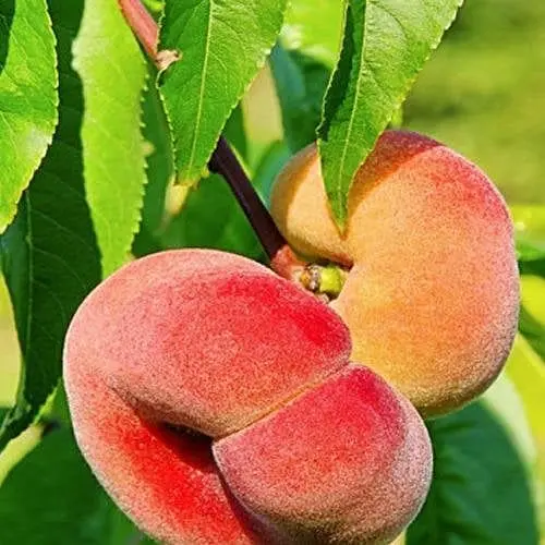 Инжирный персик Agro-Market Плейн Сильвер инжирный средне-поздний срок созревания 188873 1 саженец в упаковке - фото 1