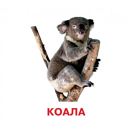 Розвиваючі картки для дітей Дикі тварини J011y, 18 картинок - фото 2