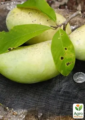 Азимина привитая PA Golden 3 C1.5, высота 35-60 см (184648) 1 саженец в упаковке - фото 1