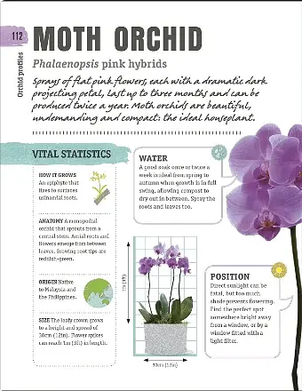 Happy Orchid - фото 3