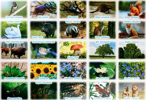 Ранкові зустрічі. Рослини та тварини рідного краю. Комплект плакатів. 1-4 класи - фото 5