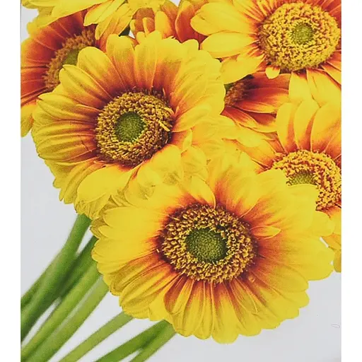 Алмазна мозаїка Сонячні квіти Strateg HEG88145 30х40 см - фото 1