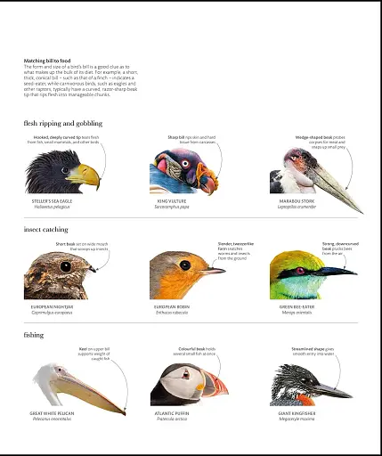 The Science of Animals - фото 14