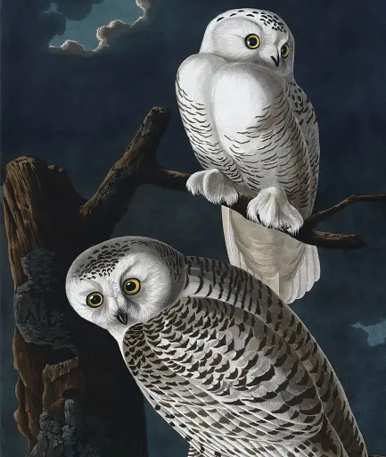 Гаррі Поттер. Історія магії - фото 4